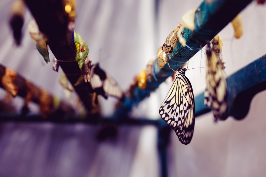 Butterfly