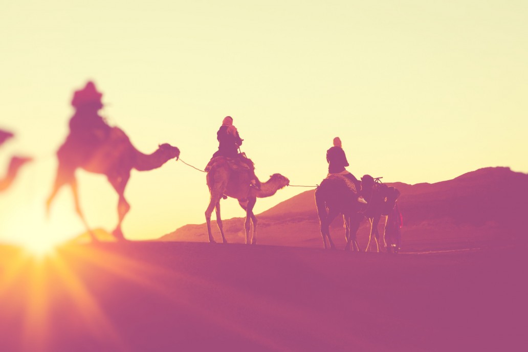 Camels